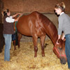TREATMENTS UNDER SEDATION - H-wave