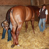 TREATMENTS UNDER SEDATION - pelvic stretches