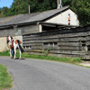 ASSESSMENT - Gait: straight line, circling, backing up, lunging and ridden