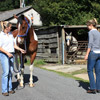 ASSESSMENT - Gait: straight line, circling, backing up, lunging and ridden