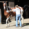 ASSESSMENT - Gait: straight line, circling, backing up, lunging and ridden