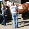 ASSESSMENT - Palpation: feeling for muscle tension, tenderness, range of motion