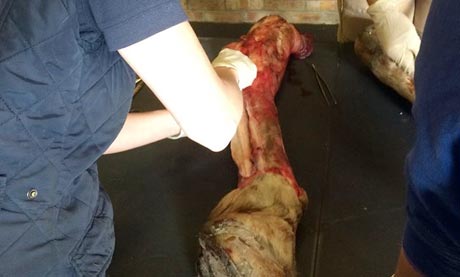 Dissection