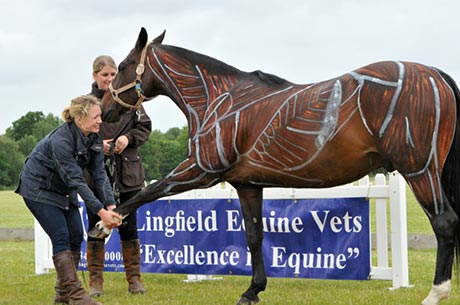 Lingfield Equine Veterinary Practise and Sussex Polo Tournament