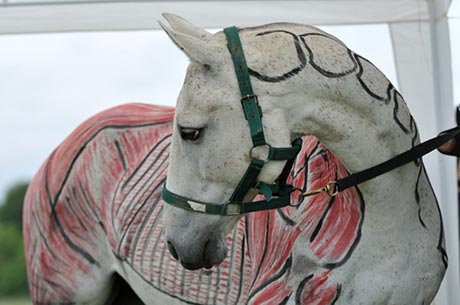 Lingfield Equine Veterinary Practise and Sussex Polo Tournament