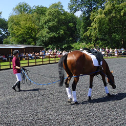 working the horses ‘long and low’